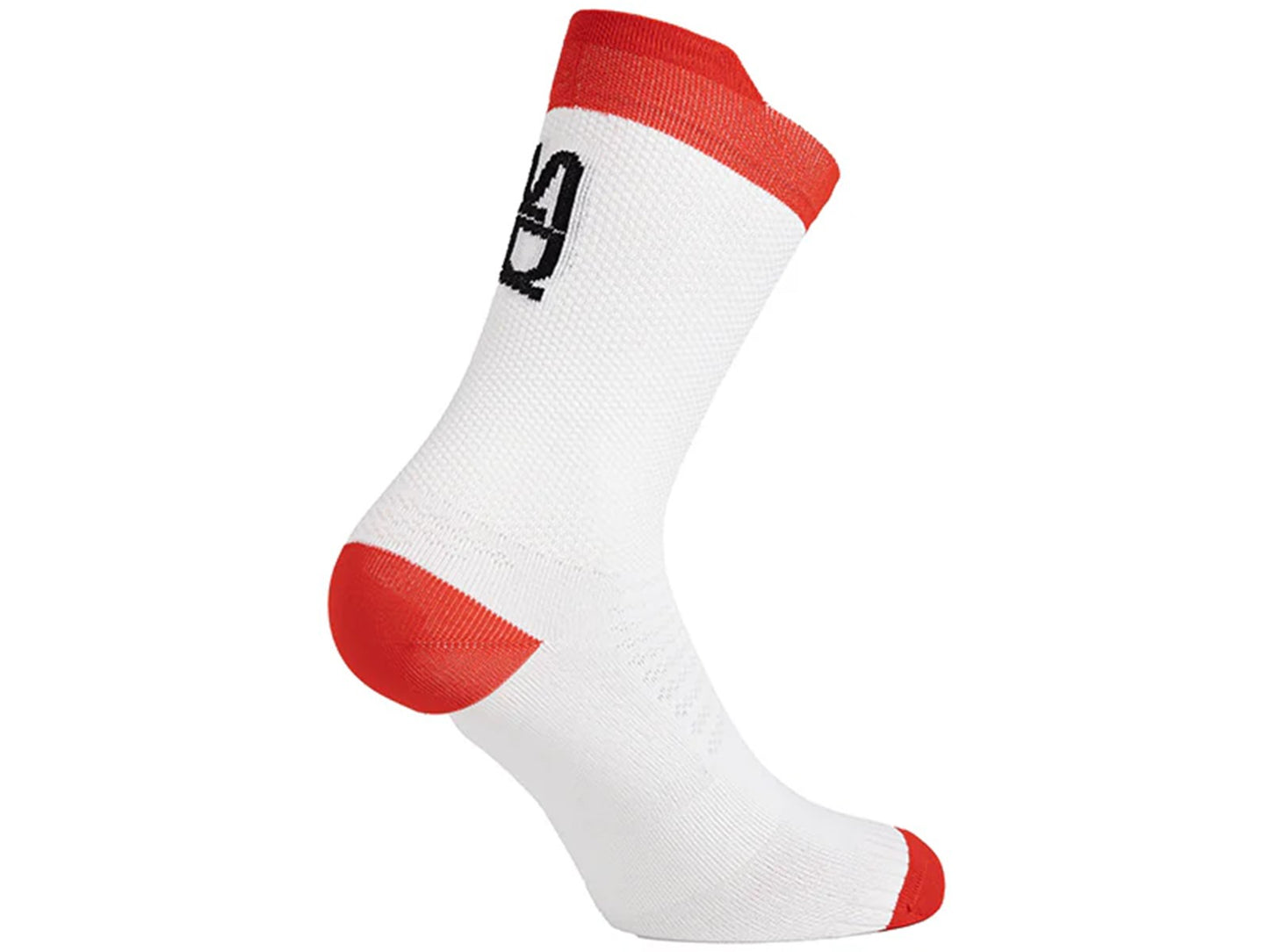 CALCETIN SIDI NITIIDUS